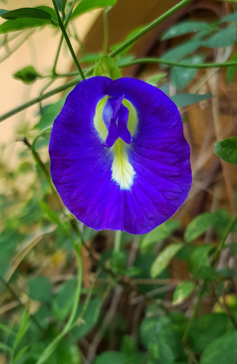 Blue Tea (Butterfly Pea Flower): How to Brew It Perfectly