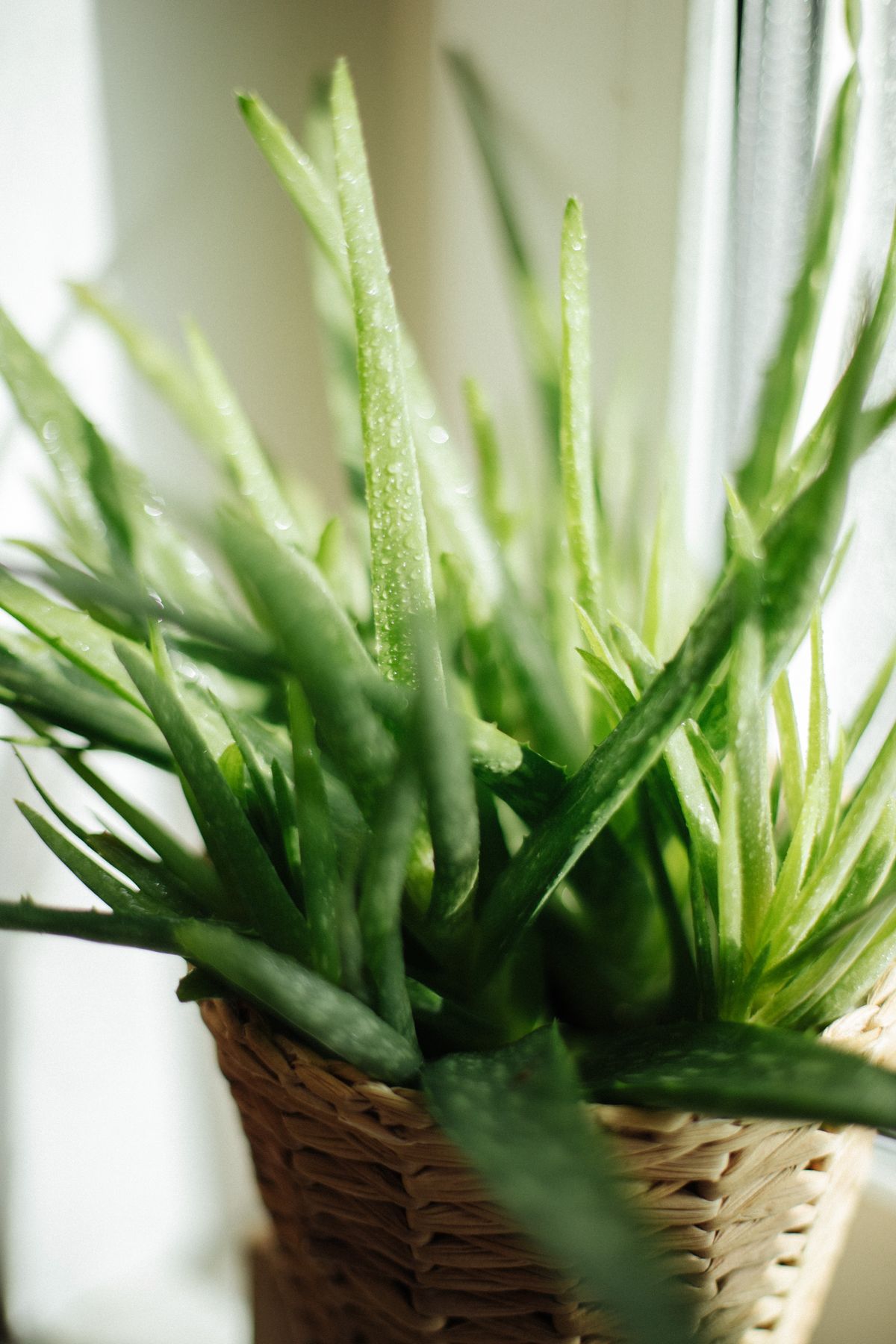 Natural Skin Care Ingredients: A Beginner's Guide